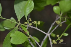 Pleurostylia opposita